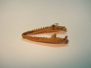 Media type: image;   Herpetology R-18364